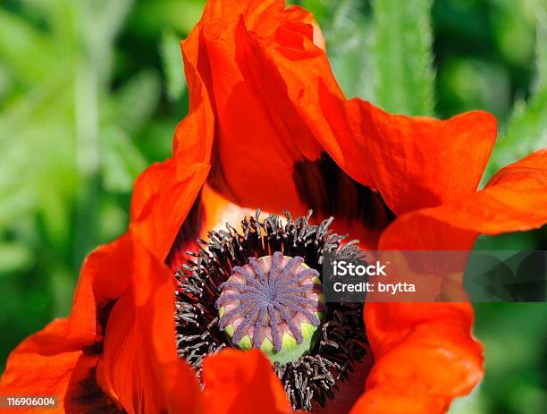 Amapola Foto de stock y más banco de imágenes de Amapola - Planta - Amapola - Planta, Amapola oriental, Belleza de la naturaleza