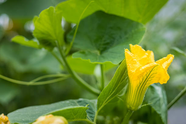 Pumpkin green leaves with hairy vine plant stem in the home garden