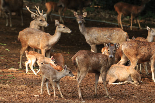istock The deer is nursing the child 1169062279