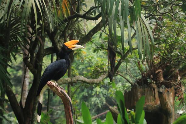 hornbill, hornbill, julang, kangkareng (deutsch: hornbill) - doppelhornvogel stock-fotos und bilder