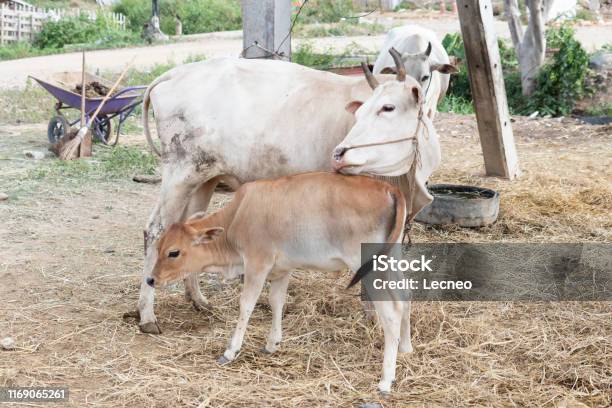 S Riko Sapi Sapi Dan Anak Sapi Di Kebun Foto Stok - Unduh Gambar Sekarang - Alam ...