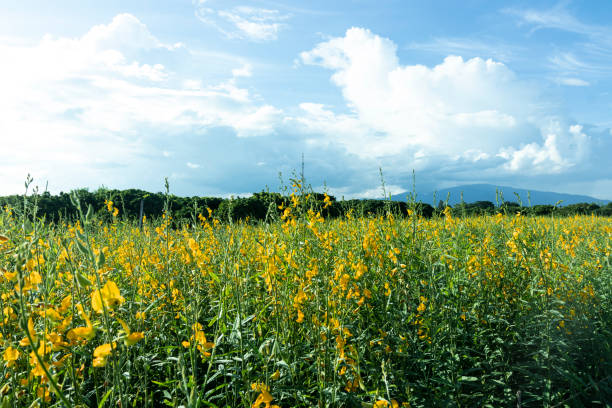 istock Yellow flowers on a blue sky background. 1169065265