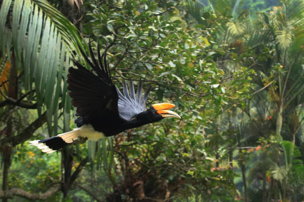 istock Hornbill, Hornbill, Julang, Kangkareng (English: Hornbill) 1169066801