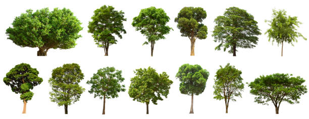 isolated tree set is located on a white background. Collection of isolated tree on white background Clear images, suitable for all types of work