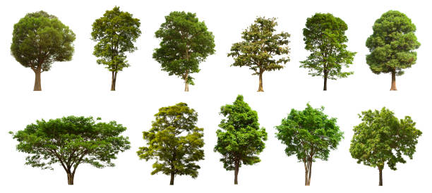 istock isolated tree set is located on a white background. Collection of isolated tree on white background Clear images, suitable for all types of work 1169067300