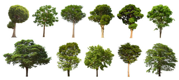 istock isolated tree set is located on a white background. Collection of isolated tree on white background Clear images, suitable for all types of work 1169067878