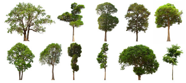 istock isolated tree set is located on a white background. Collection of isolated tree on white background Clear images, suitable for all types of work 1169067879