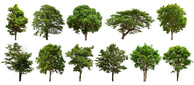 conjunto de árboles aislados se encuentra sobre un fondo blanco. Colección de árbol aislado sobre fondo blanco Imágenes claras, adecuado para todo tipo de trabajo photo