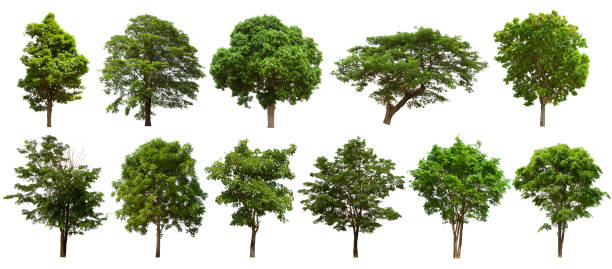 孤立したツリー セットは、白い背景に配置されます。白い背景に孤立した木のコレクションすべてのタイプの作業に適した画像をクリア - located ストックフォトと画像