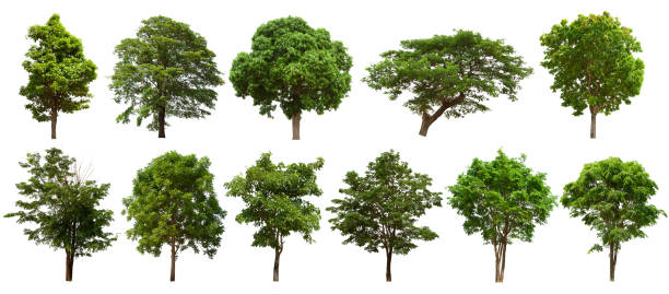 istock isolated tree set is located on a white background. Collection of isolated tree on white background Clear images, suitable for all types of work 1169067956