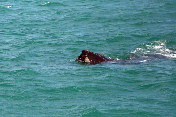 istock Head of a Southern right whale 1169067967