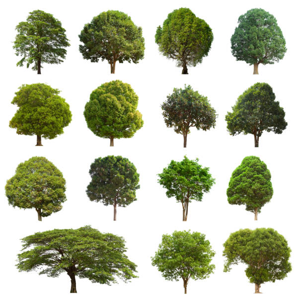 istock isolated tree set is located on a white background. Collection of isolated tree on white background Clear images, suitable for all types of work 1169067969