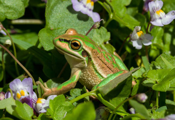 istock Green & Golden Bell Frog 1169068014