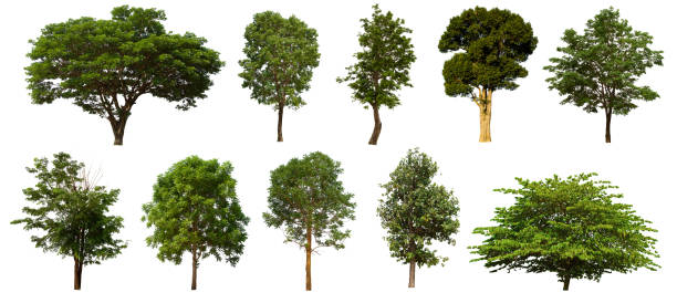 istock isolated tree set is located on a white background. Collection of isolated tree on white background Clear images, suitable for all types of work 1169068041
