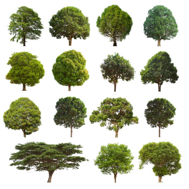 istock isolated tree set is located on a white background. Collection of isolated tree on white background Clear images, suitable for all types of work 1169068045