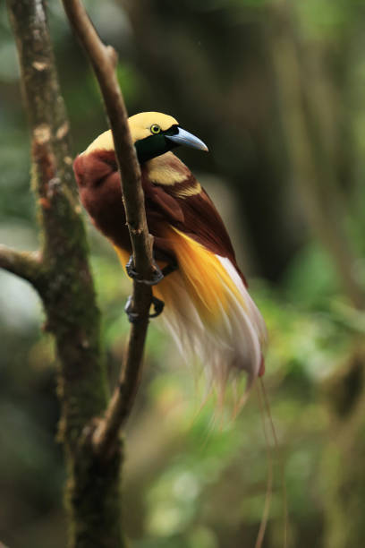 istock Cendrawasih, birds of Paradise 1169068212