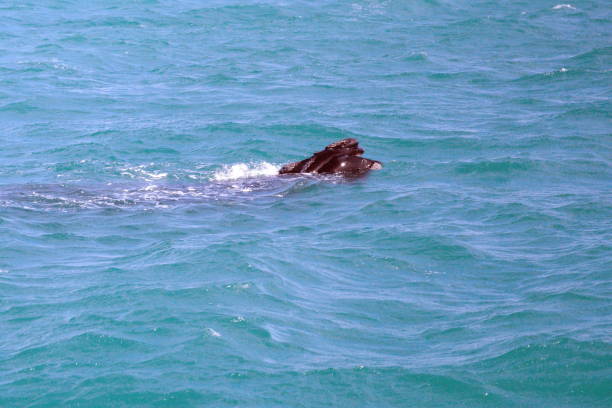 istock Head of a Southern right whale 1169069574