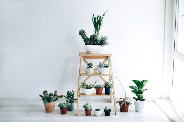 istock Folding ladder used as shelves for plants against white wall. 1169070741