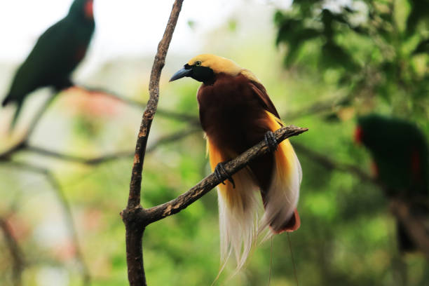 Yellow-billed Cuckoo