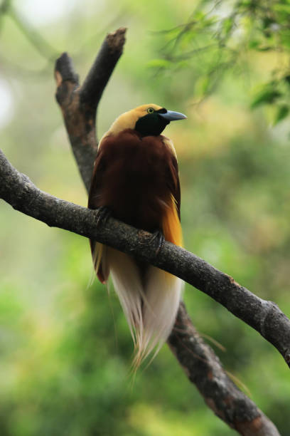 istock Cendrawasih, birds of Paradise 1169071878