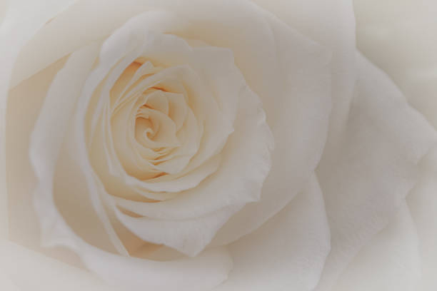 istock Close up of  white roses. 1169071941