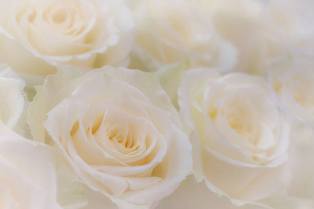 istock Close up of  white roses. 1169071945