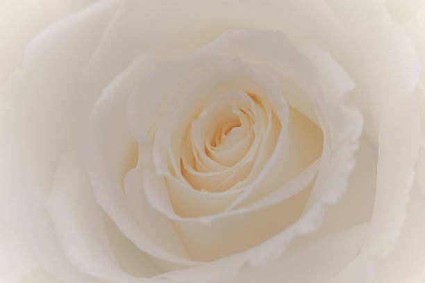 istock Close up of  white roses. 1169071947
