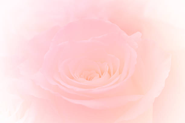 istock Pink Roses Flowers Bouquet on light pink background. soft filter. 1169071967