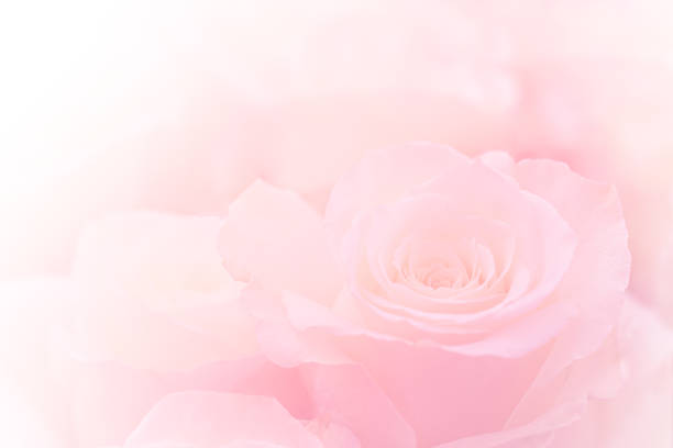 Photo of Pink Roses Flowers Bouquet on light pink background. soft filter.