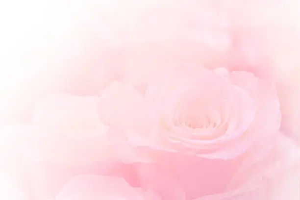 Photo of Pink Roses Flowers Bouquet on light pink background. soft filter.