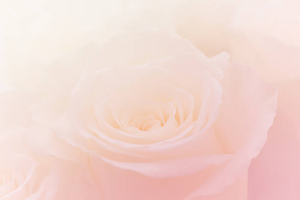istock Pink Roses Flowers Bouquet on light pink background. soft filter. 1169071989