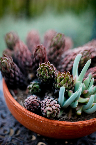 Succulent plants bud abstracts and compact succulent garden