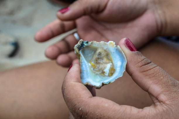 istock Holding an oyster in his hand 1169073497