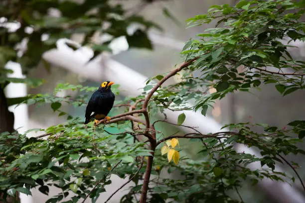 Photo of Yellow faced myna at aviary