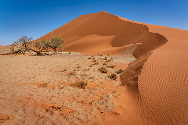 Namibia Giant Sand Dune Namib-Naukluft Park Desert Sossusvlei Scenic Landscape of Desert Sand Dune 45. Dune 45 is a star dune in Sossusvlei, Namibia. Its name comes from the fact that it is 45km from the Sesriem Canyon. It is composed of million year old sand that was brought by the Orange River from the Kalahari Desert. Sesriem, Sossusvlei, Namib-Naukluft Park, Namibia, South West Africa. namib sand sea stock pictures, royalty-free photos & images