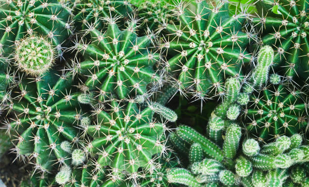 istock cactus texture, green plant in nature 1169074335