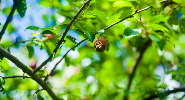 istock rotten mirabelle in the tree 1169074340