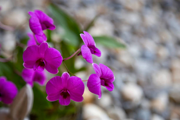 Close-up purple orchid in the flower garden