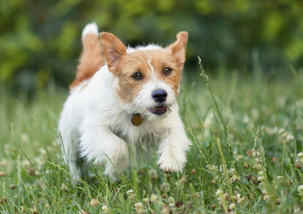 istock Active happy pet puppy dog playing 1169075119