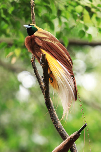 African Coucal bird on a tree branch cleaning feathers