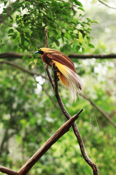 istock Cendrawasih, birds of Paradise 1169075546