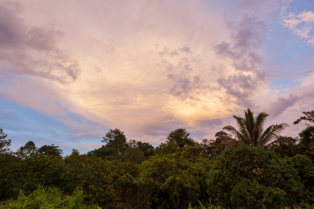 istock Tropical colorful vibrant sunset clouds and trees 1169077324