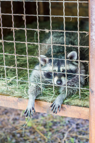 istock raccoon in a cage stretched his paws 1169078045