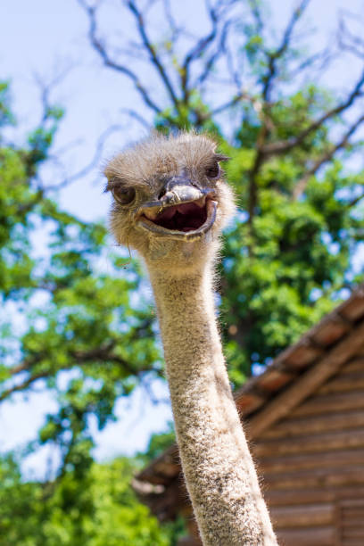 istock ostrich head on a background of trees 1169078098