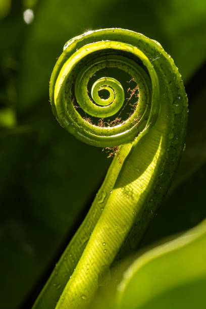 istock bird nest fern 1169079211