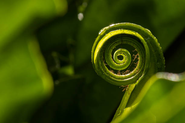 istock bird nest fern 1169079213