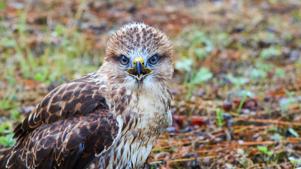 istock Young chick kite sitting in a meadow and looking into the frame. 1169079650