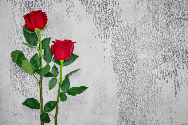 istock Red roses on a light textured background. Place for text, top view 1169081135