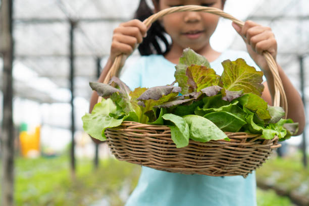bonita niña asiática sosteniendo cesta de verduras frescas en la granja de cultivo de verduras hidropónicas orgánicas - leaf vegetable salad child spring fotografías e imágenes de stock