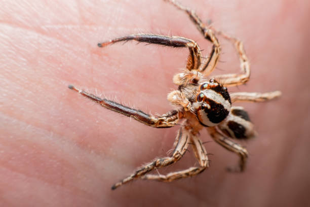 istock Spider on human skin, jumping Spider 1169083394
